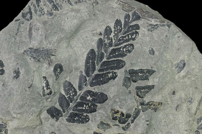 Pennsylvanian Fossil Fern (Neuropteris) Plate - Kentucky #136811